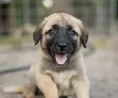 8 Anatolian Shepard Puppies for sale - 2