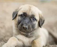 8 Anatolian Shepard Puppies for sale - 5