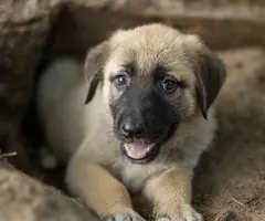 8 Anatolian Shepard Puppies for sale - 6