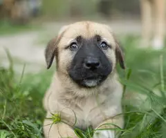 8 Anatolian Shepard Puppies for sale - 7