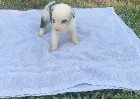 Mini Aussie puppies