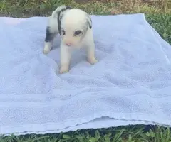 Mini Aussie puppies