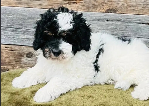 Aussiedoodle pup for adoption