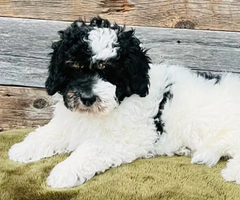 Aussiedoodle pup for adoption