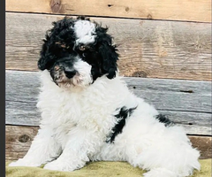 Aussiedoodle pup for adoption - 2