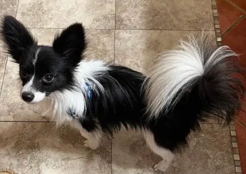 Male Papillon Puppy