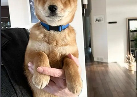 5 Months Old Male Shiba Inu Pup Lakewood WA Denzi