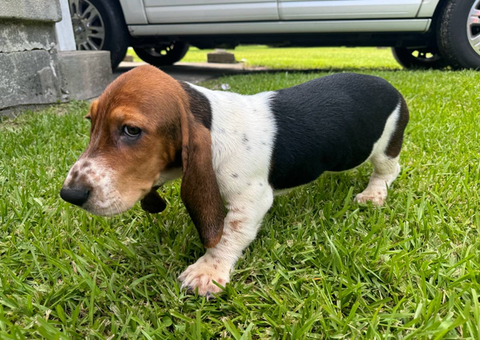 3 Bassett hound puppies needing new home