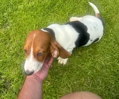 3 Bassett hound puppies needing new home