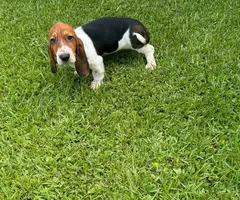 3 Bassett hound puppies needing new home