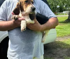 3 Bassett hound puppies needing new home
