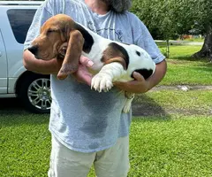 3 Bassett hound puppies needing new home