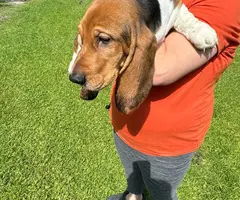 3 Bassett hound puppies needing new home