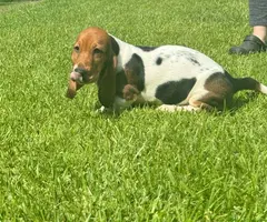 3 Bassett hound puppies needing new home