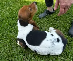 3 Bassett hound puppies needing new home