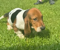 3 Bassett hound puppies needing new home