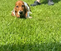 3 Bassett hound puppies needing new home