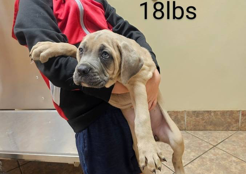 2 Full-blooded Cane Corso puppies for sale
