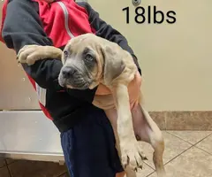 2 Full-blooded Cane Corso puppies for sale