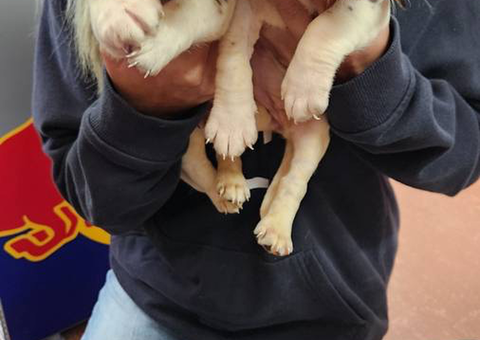 2 male and 2 female Beagle puppies
