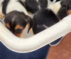 2 male and 2 female Beagle puppies - 2