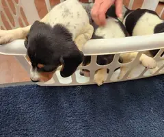 2 male and 2 female Beagle puppies - 5