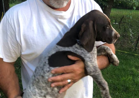 5 German shorthaired pointers for adoption