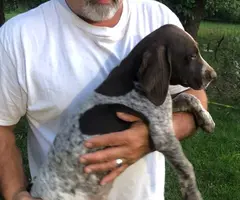 5 German shorthaired pointers for adoption