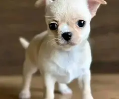 Small Chihuahua puppies need a great home