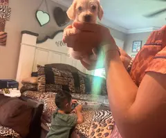 Small Chihuahua puppies need a great home