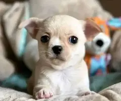Small Chihuahua puppies need a great home
