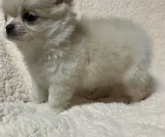 Small Chihuahua puppies need a great home