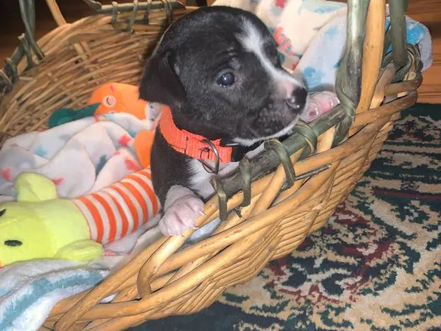 Boy and girl Jack Russell Terrier puppies