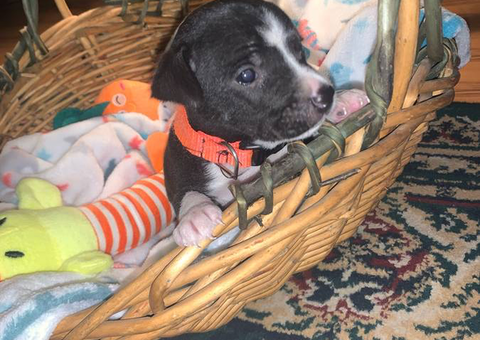 Boy and girl Jack Russell Terrier puppies