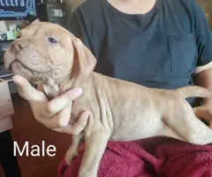 6 puppies pit bull available