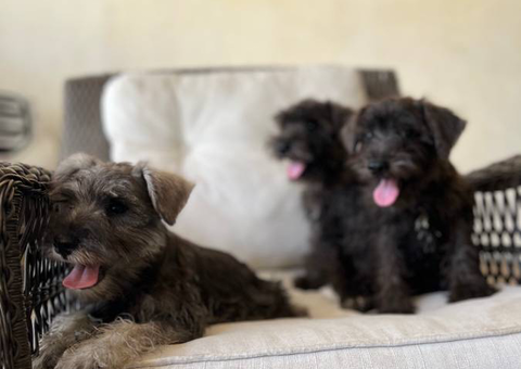Pure Mini Schnauzer puppies