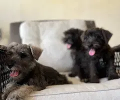 Pure Mini Schnauzer puppies