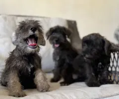 Pure Mini Schnauzer puppies