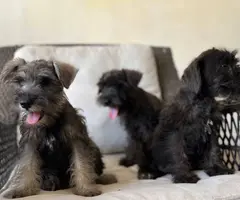 Pure Mini Schnauzer puppies