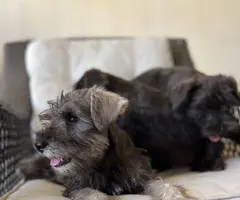 Pure Mini Schnauzer puppies