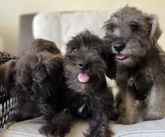 Pure Mini Schnauzer puppies