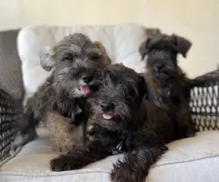 Pure Mini Schnauzer puppies