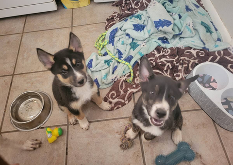 Ausky puppies need loving home