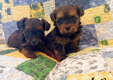 3 lovely Yorkiepoo puppies for sale