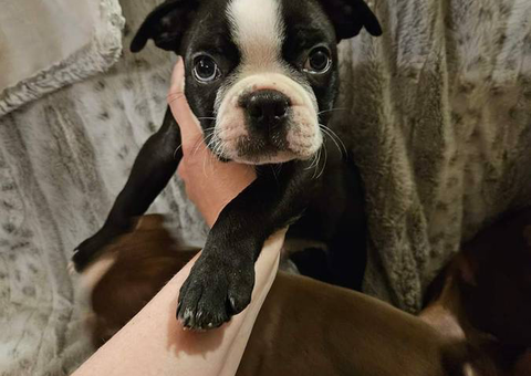 Red, black and brindle boxer puppies