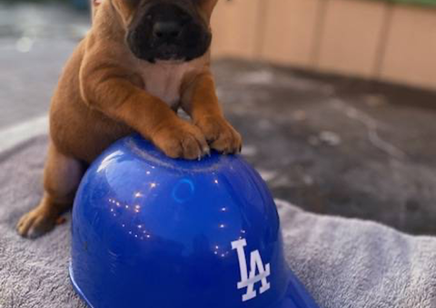 Beautiful Boxer puppies