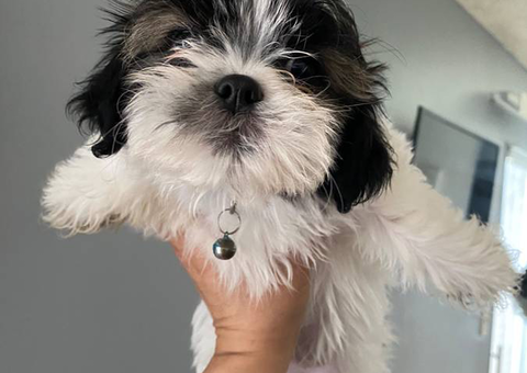 Standard x Imperial Shih Tzu puppies