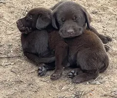 Chocolate Labrador puppies