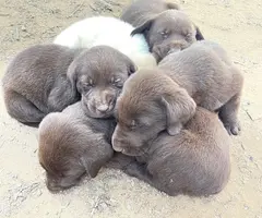 Chocolate Labrador puppies