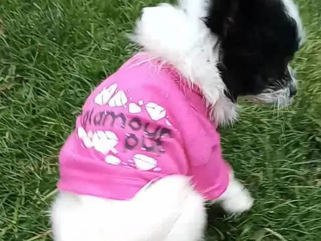Sweet Maltese Pomeranian Puppy